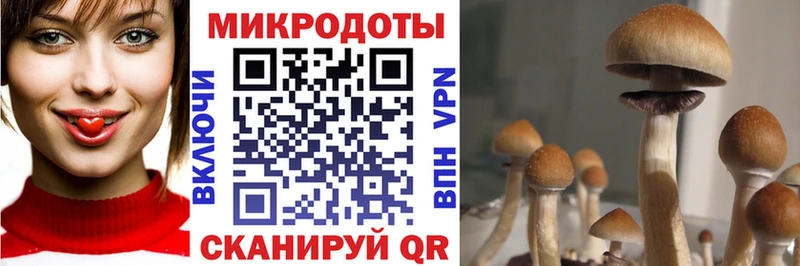 Псилоцибиновые грибы GOLDEN TEACHER Купить Калач-на-Дону